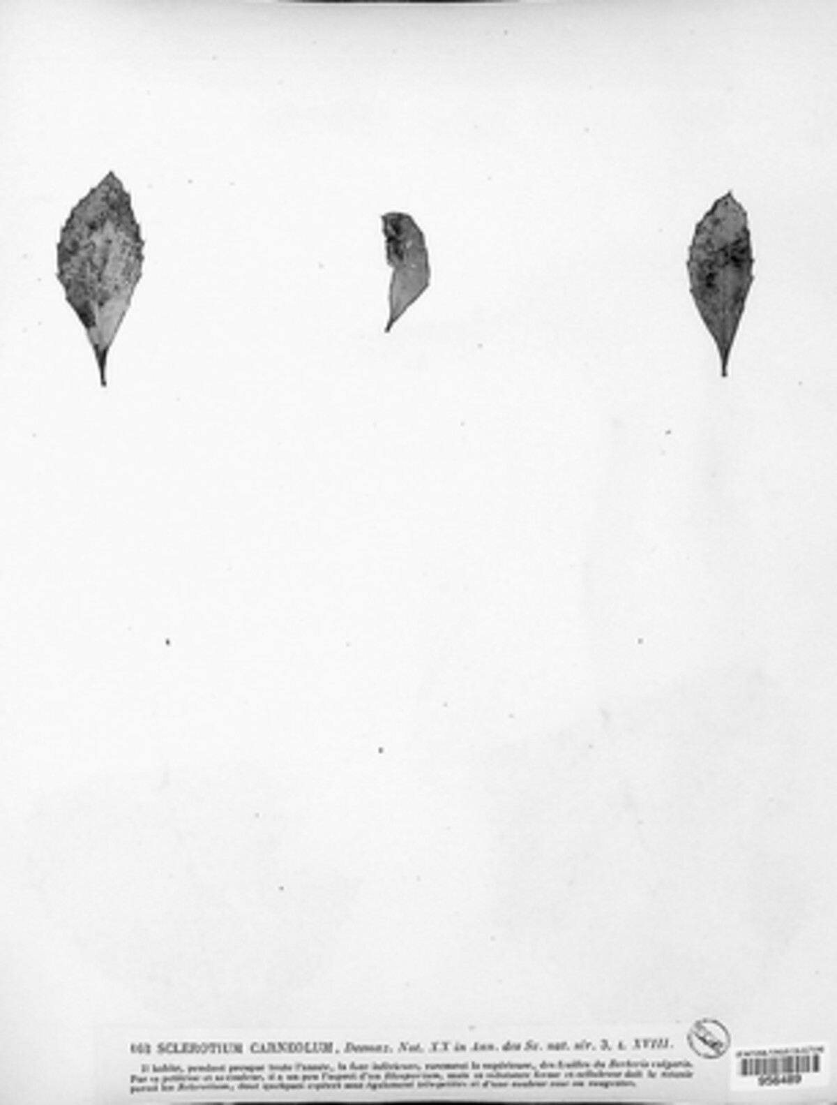 Sclerotium carneolum image